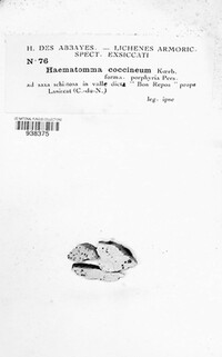 Haematomma ochroleucum var. ochroleucum image